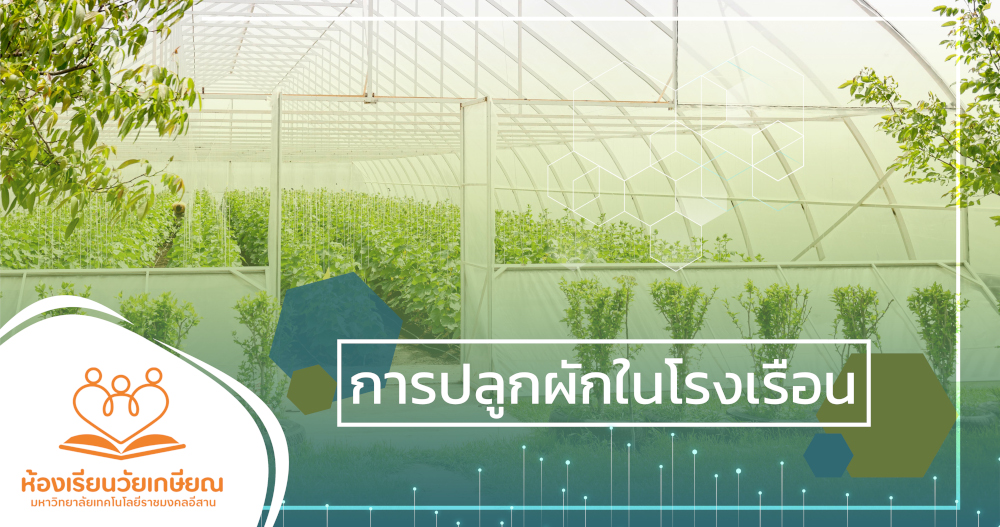 การปลูกผักในโรงเรือน RTC-48